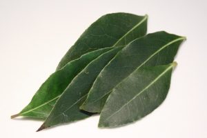 vavřín, bobkový list, Laurus nobilis