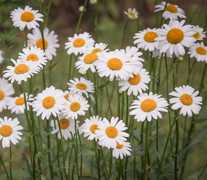 kopretina bílá, Leucanthemum vulgare, rostliny v magii, magický herbář