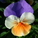 maceška, violka trojbarevná, violka rolní, viola tricolor, viola arvensis, byliny abecedně L-M