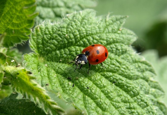 kopřiva dvoudomá, kopřiva žahavka,, Urtica dioica, rostliny v magii, magický herbář