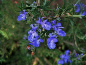 rozmarýna lékařská, rozmarýn, Rosmarinus officinalis, rostliny v magii