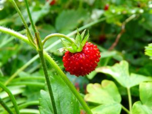 jahoda, jahodník, fragaria, rostliny v magii, magické rostliny