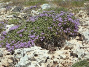 mateřídouška obecná, Thymus vulgaris, tymián, rostliny v magii