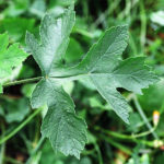 bedrník obecný, pimpinella saxifraga, seznam léčivých rostlin