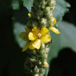divizna malokvětá, verbascum thapsus, léčitelský herbář, byliny abecedně C-D