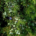 jalovec obecný, juniperus communis, jalovčinky, byliny abecedně J