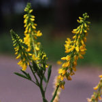 komonice lékařská, melilotus officinalis, byliny abecedně K