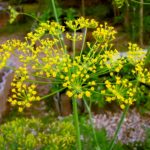 kopr vonný, anethum graveolens, byliny abecedně K