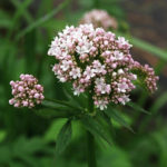 kozlík lékařský, valeriana officinalis, léčivky K