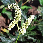 rdesno belšník, vrbice bílá, persicaria lapathifolia, byliny abecedně R
