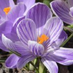 šafrán setý, krokus, crocus sativus, léčivky S