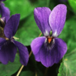 violka vonná, fialka, Viola odorata, byliny abecedně t-v