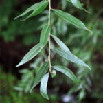 vrba bílá, Salix alba, byliny abecedně t-v